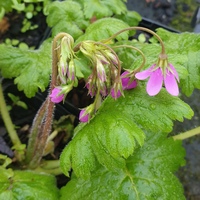 Primula (Cortusa) matthioli pekinensis 